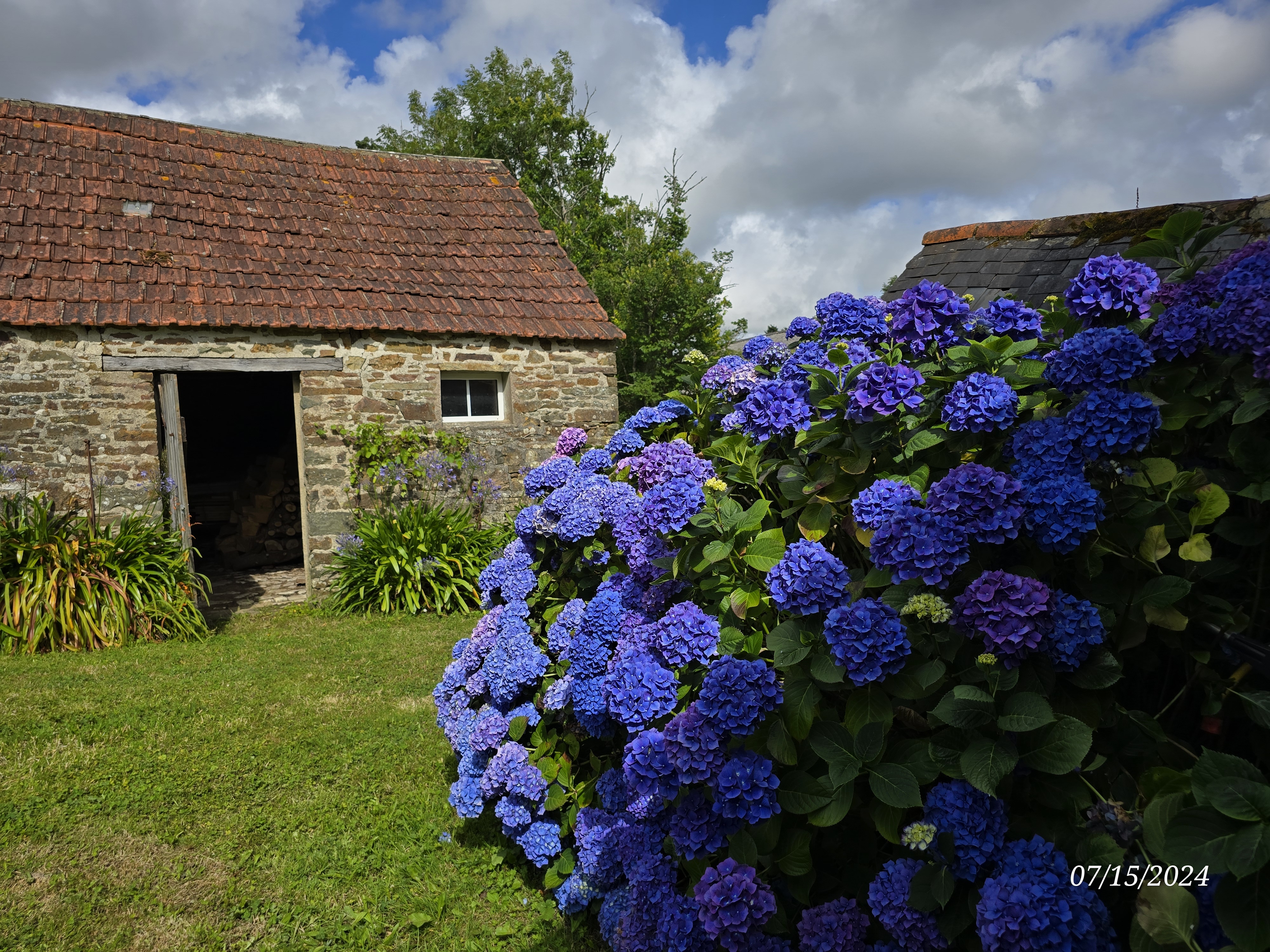 hortensia ecurie.jpg