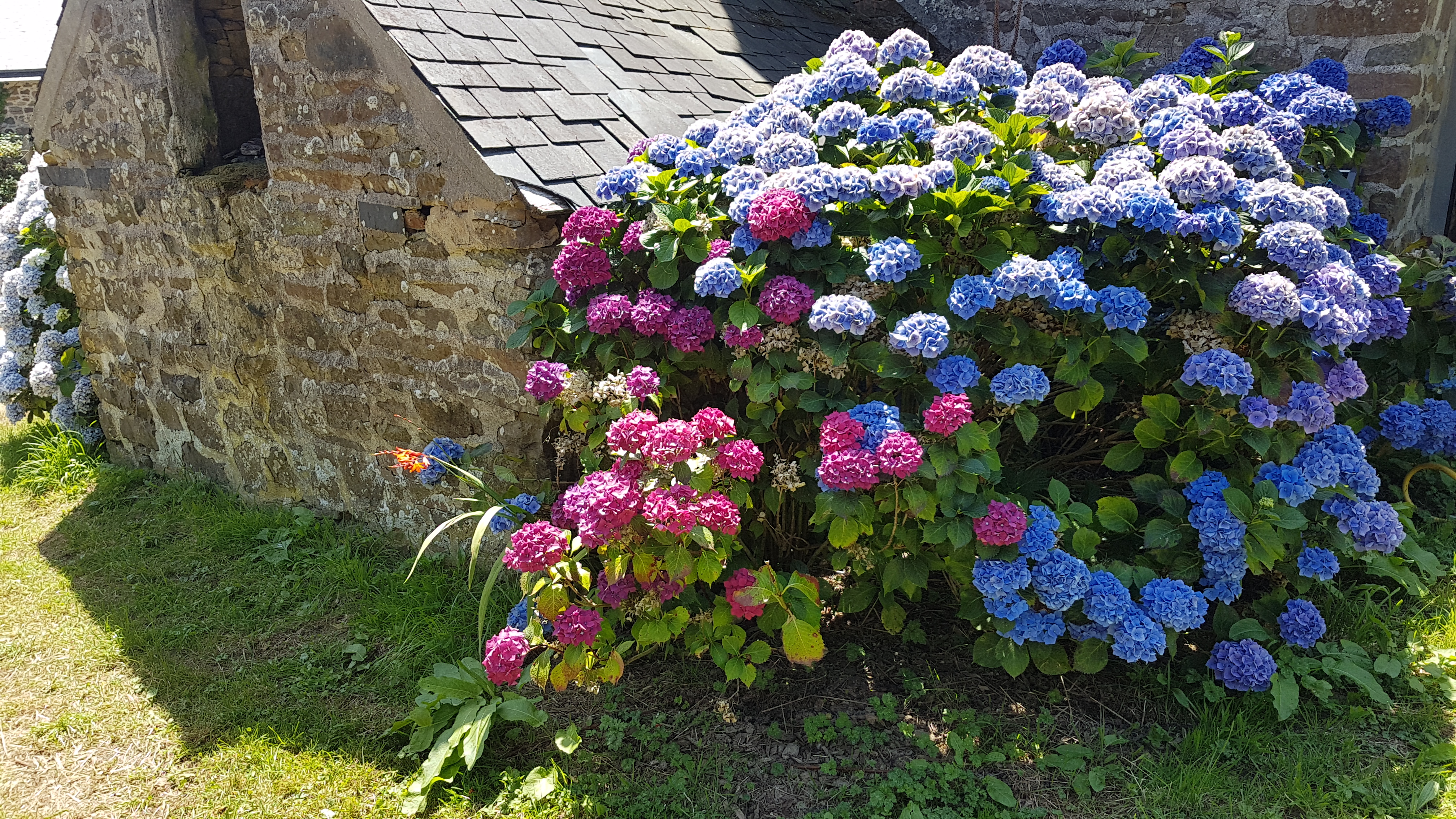hortensia four.jpg
